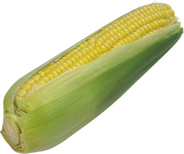 corn png free download 20