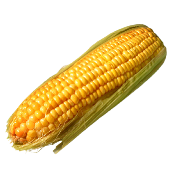 corn png free download 24