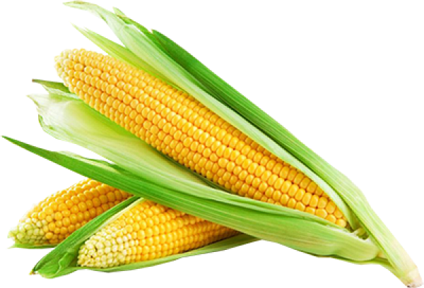 corn png free download 25