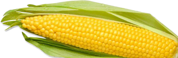 corn png free download 26