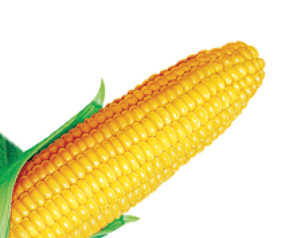 corn png free download 28