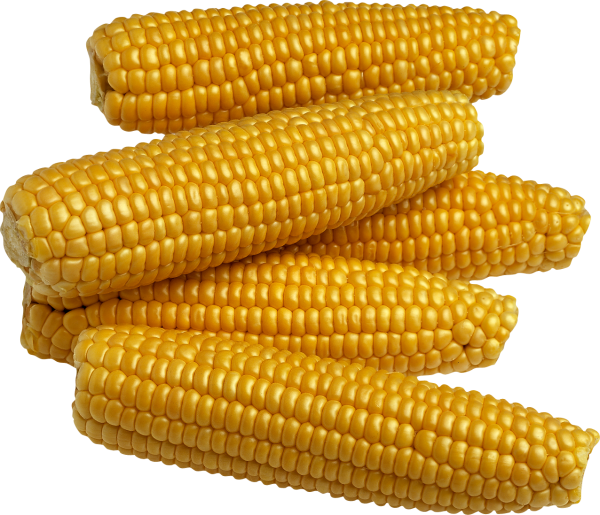 corn png free download 29