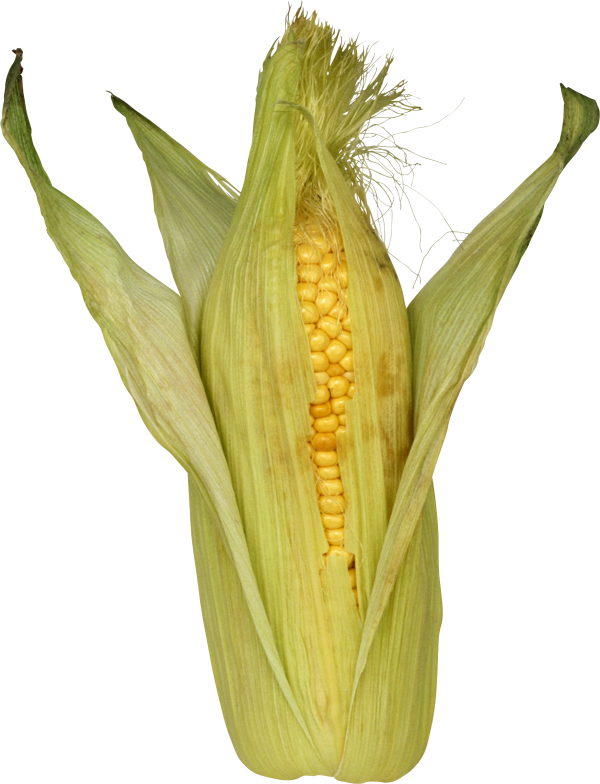 corn png free download 30