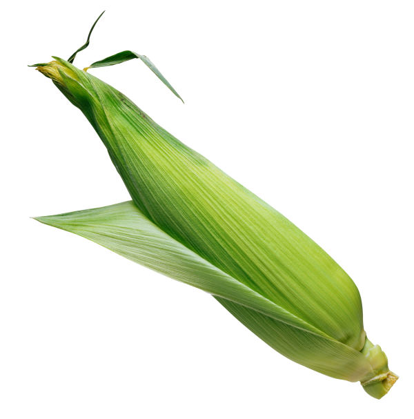 corn png free download 31