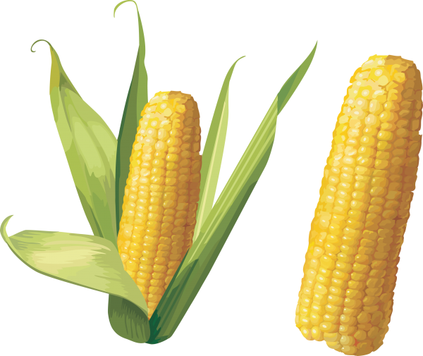 corn png free download 32