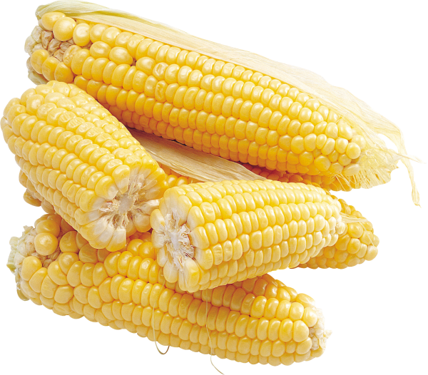 corn png free download 34