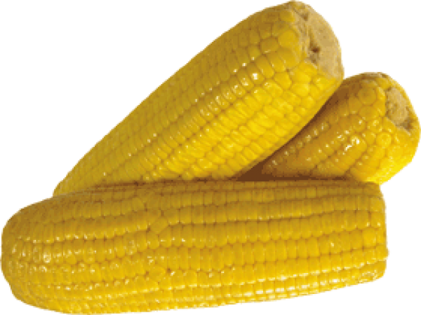 corn png free download 37