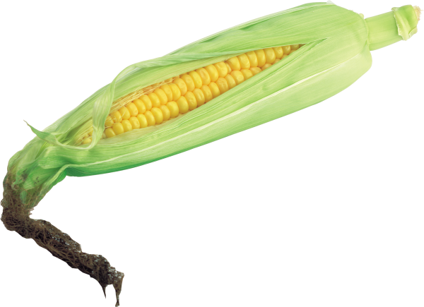 corn png free download 4