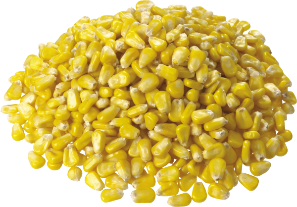 corn png free download 7