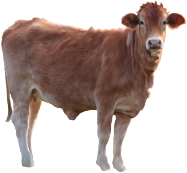 Cow Calf png