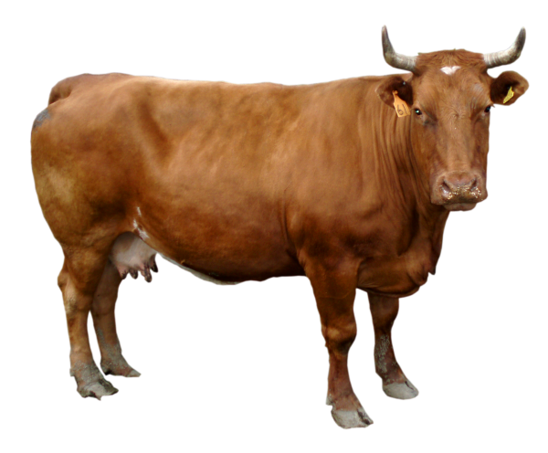 Cow Image For Web Free Download