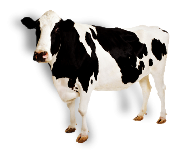 Cow Png Black and White Cow