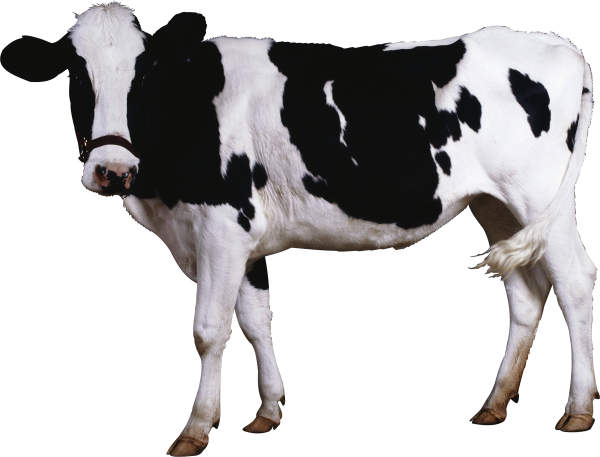 Cow Png Free Download