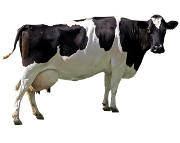 Cow Png Free