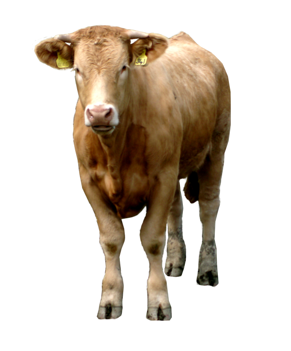 Cow Png with Message
