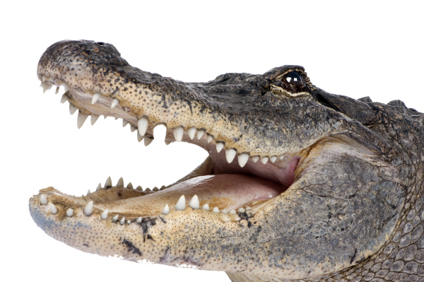 Crocodile Face Png for Web
