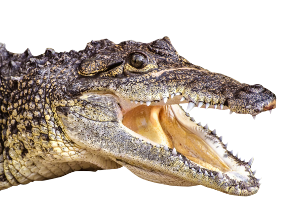 Crocodile Face Png