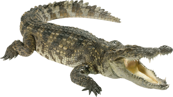 Crocodile Png Angry