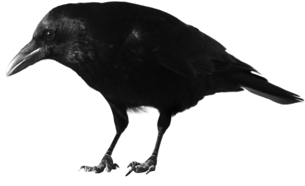 crow Icon