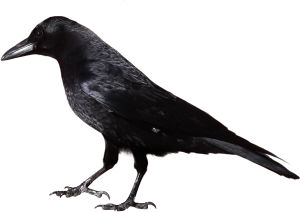 Crow Looking for Food Png
