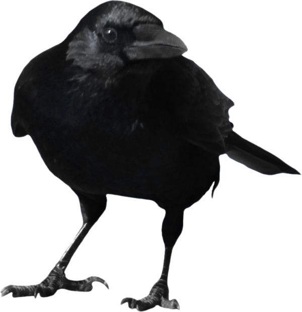 Crow Looking You Png