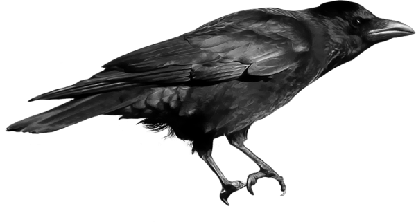 Crow On Tree Png Image