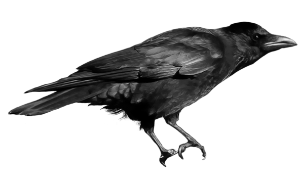 Crow Png For Web