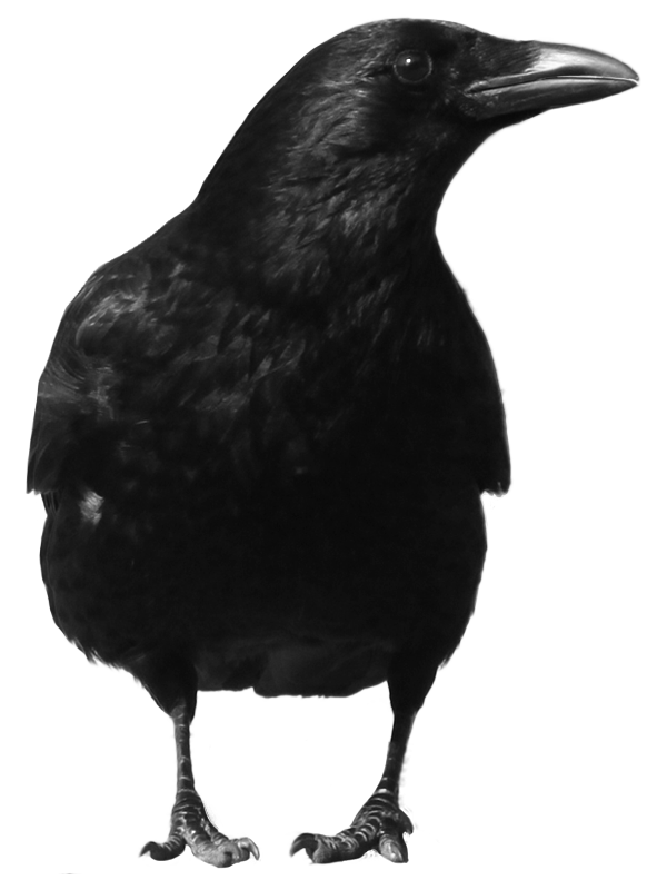 Crow Png Front View