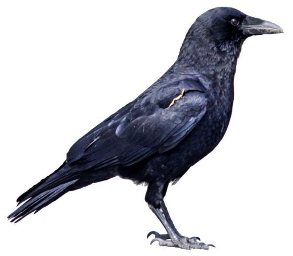 Crow Png Right Side