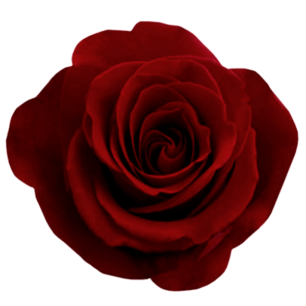 dark red flowered rose free png download