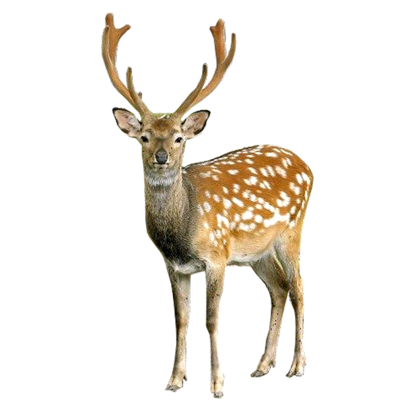 Deer Looking Png