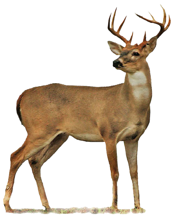 Deer Png For Web Site