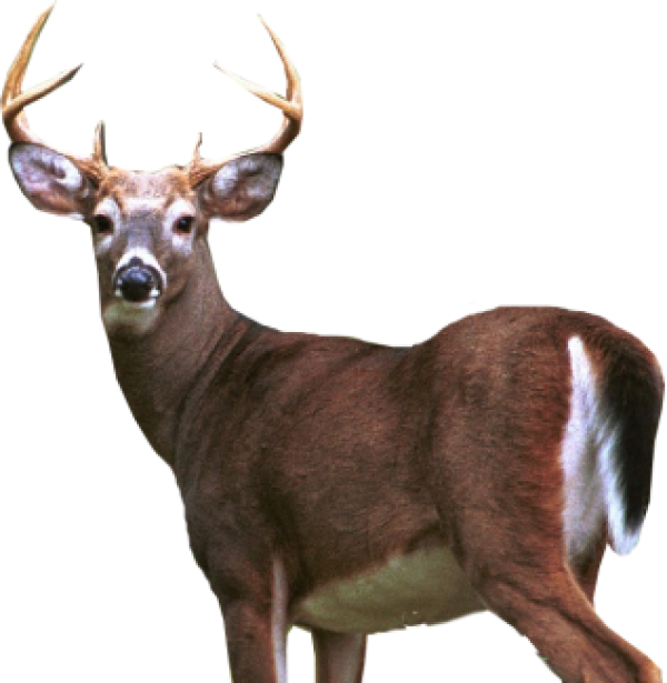 Deer Png Half Size