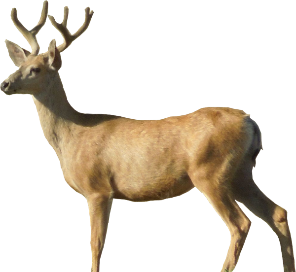 Deer Png Side View