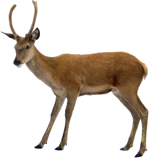 Deer Png With Horns