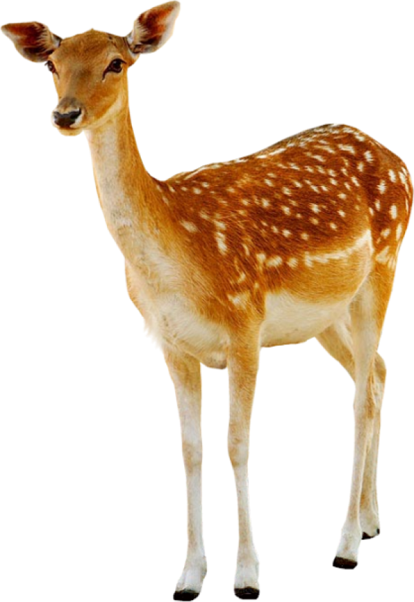 Deer Png