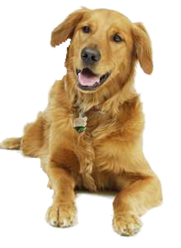 Dog Clipart Brown