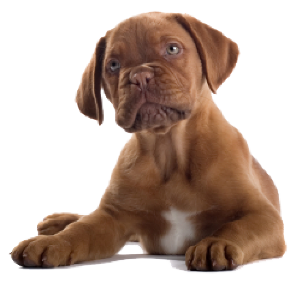 Dog CLipart Png
