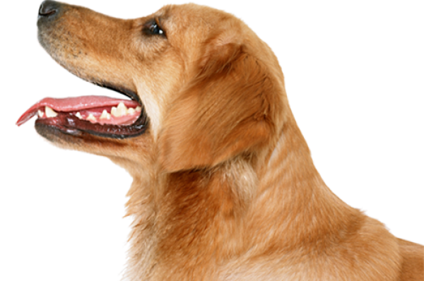 Dog Face Png