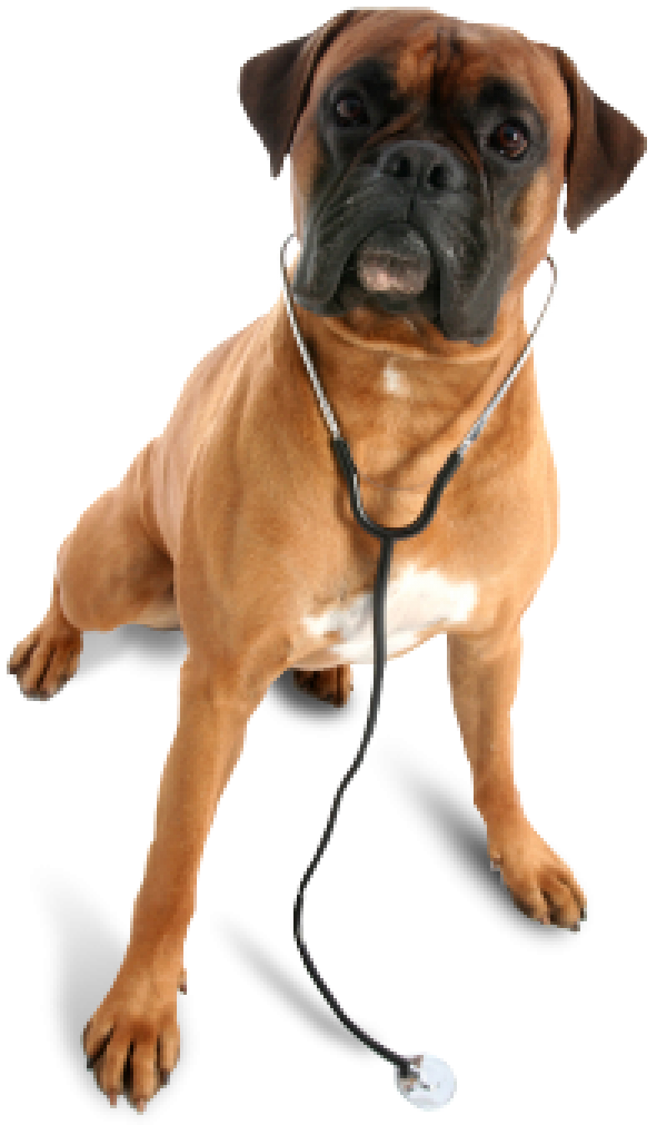 Dog In Chain Png