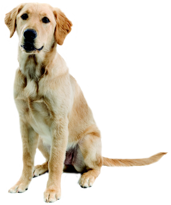 Dog Png For Web