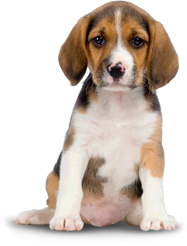 Dog Png Image Looging At You