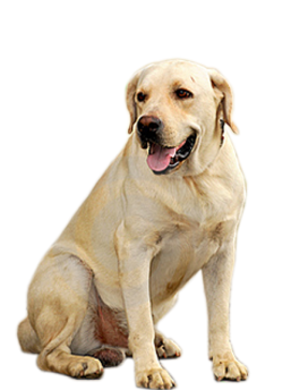 Dog Searching Png