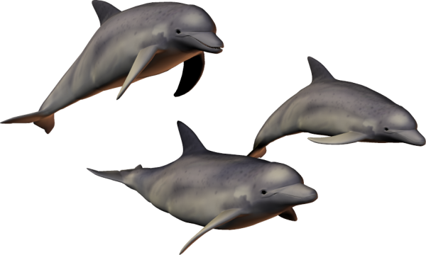 Dolphin 3d Model all Sides