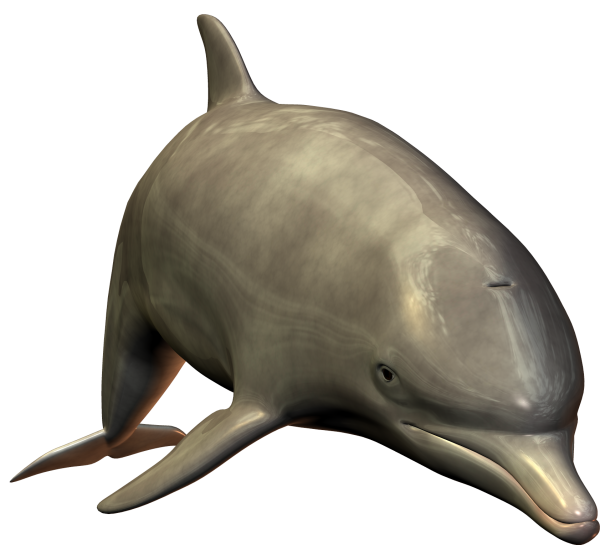 Dolphin HD 3d Image