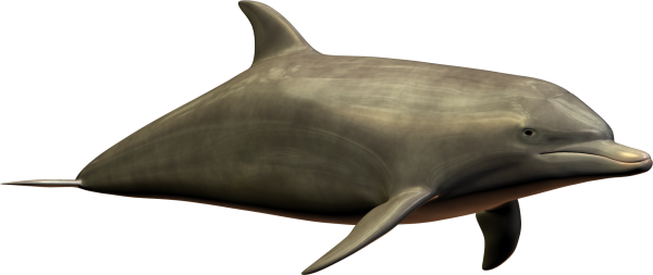 Dolphin HD image