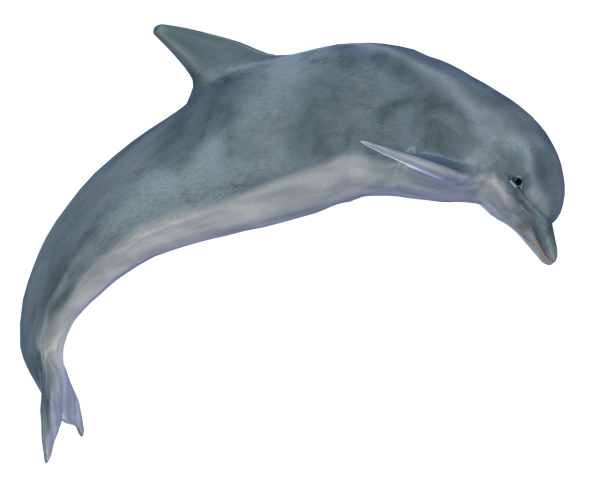 Dolphin Image Free Download