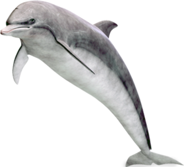 Dolphin Jumping Png Image Free