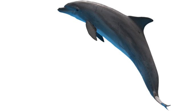 Dolphin Jumping Png