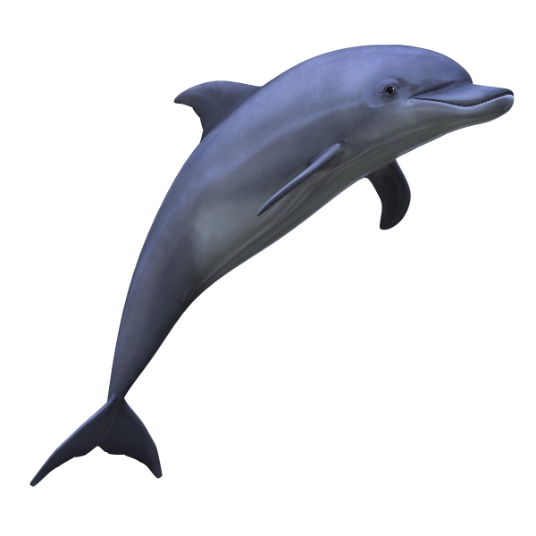 Dolphin Png Image for Website